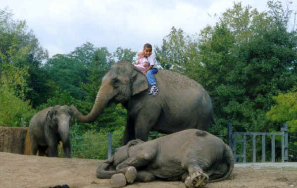 Pj & Emily Riding an Elephant at the St Louis Zoo