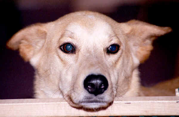 Our Other Dog - Lady