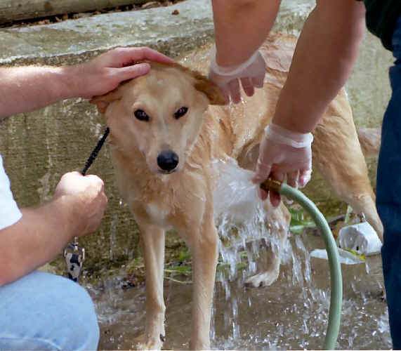 Lady Getting a Bath