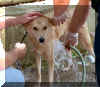Lady Getting a Bath