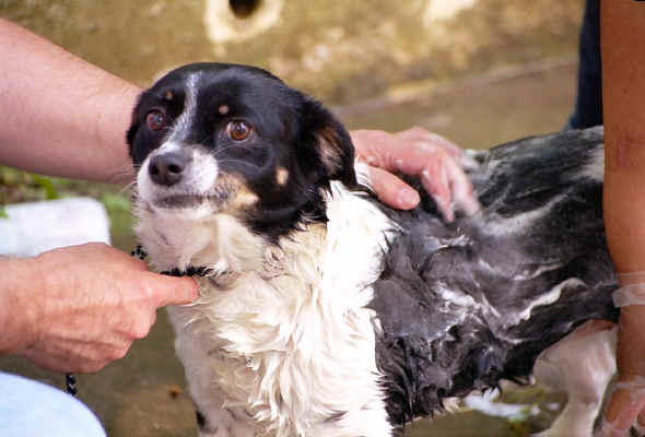 Missy Getting a Bath