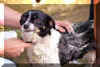 Missy Getting a Bath