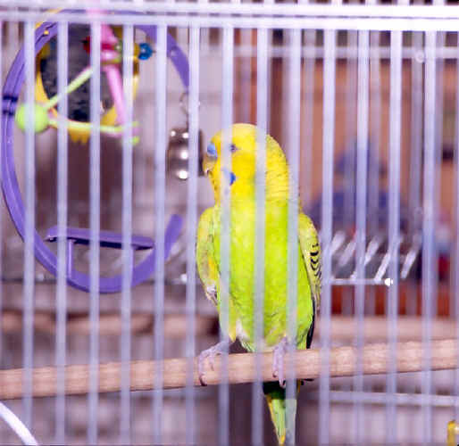 Our Bird - Polly