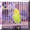 Our Bird - Polly